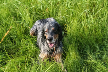 English setter resting.  After working. Siberia, Russia