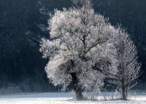 pianta ricoperta di brina in inverno