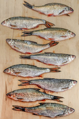 Freshwater fish roach