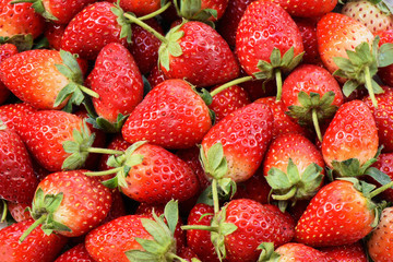 Ripe strawberry fruits organic