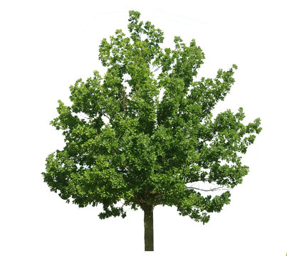Beautiful oak green tree isolated on a white background