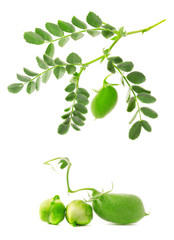 Green chickpea on a branch, and in the pod isolated on white background