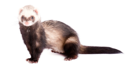 Fototapeta na wymiar Grey ferret in full growth with a long tail, isolated on white background