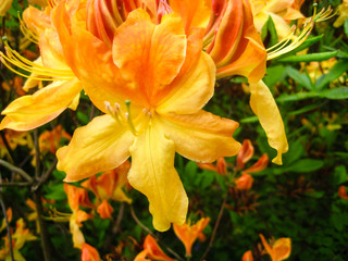 Beautiful orange flower in botanic garden