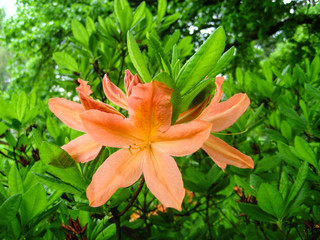 Obraz premium Beautiful orange flower in botanic garden