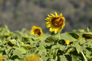 Bright yellow sunflowers