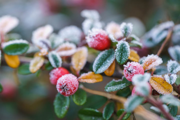 frosted berry