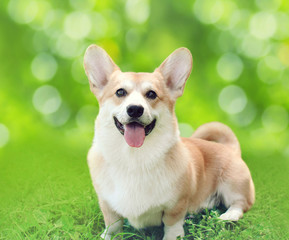 Happy dog Welsh Corgi Pembroke sitting on grass in summer day