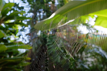 spider web