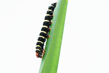 A close up of caterpillar