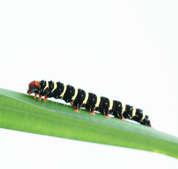 A close up of caterpillar