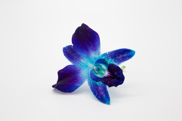 Deep purple blue orchid flower isolated on white background