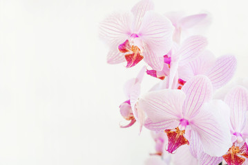 Orchid flowers on white background