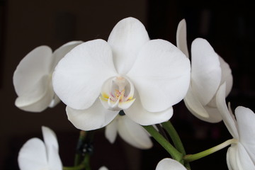 Fototapeta na wymiar Orchidée blanche