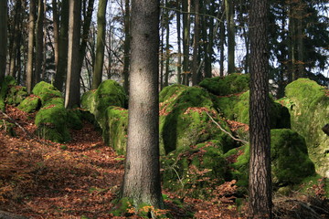 Wald in Franken