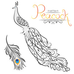 vector illustration of peacock and peacock feather isolated on white