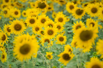 Sunflower field, Beauty in nature