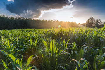 Sun over corn field © JonikFoto.pl