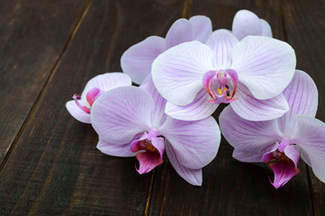 Tender pink orchid flowers closeup on a dark wooden table.