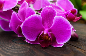 Tender pink orchid flowers closeup on a dark wooden background.