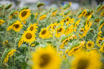 Sunflower field
