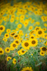 Sunflower field