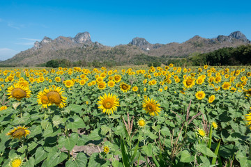 Sunflower field, Beauty in nature