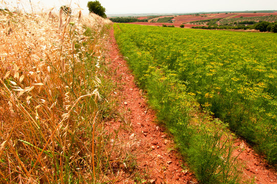 Anise field in Greece