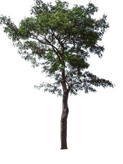 Trees isolated on white background