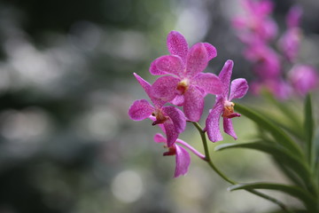 Exotic flowers in a natural environment