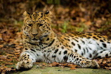 Fototapeta na wymiar Leopard posing