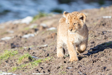 Lion cub exploring it's surroundings
