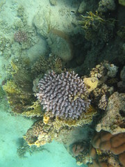 barriera corallina © paolo