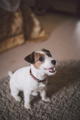 Puppy of jack russell terrier waiting for his master.