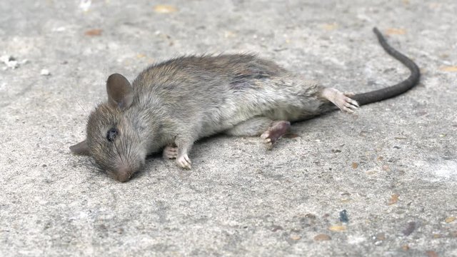 Animal Footage - Dying Mouse on concrete floor ( By ratsbane )