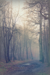 English woodland on a foggy misty morning