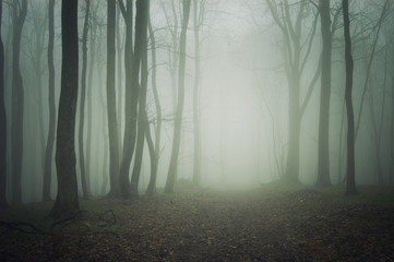 Path through misty forest. Mysterious atmosphere with green fog between trees