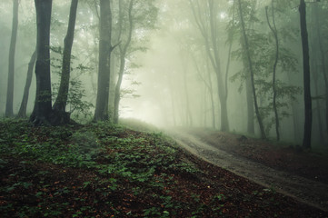 Fantasy forest landscape. Trees, fog and road in mysterious woods