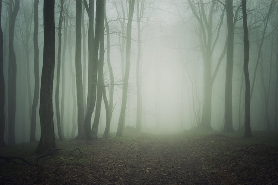 Fototapeta Path through misty forest. Mysterious atmosphere with green fog between trees