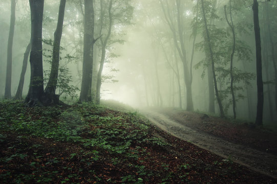 Fototapeta Fantasy forest landscape. Trees, fog and road in mysterious woods