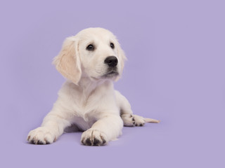 Cute golden retriever puppy lying on the floor looking up on a soft purple background
