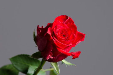 Romantic valentine red rose on isolated gray background.