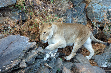 Amazing Lion in Namibia