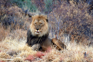 Amazing Lion in Namibia