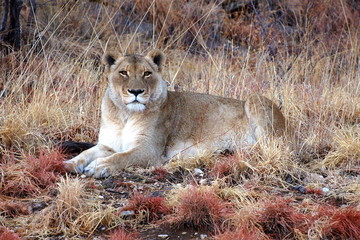 Amazing Lion in Namibia