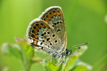 Obraz na płótnie Canvas Plebejus argus, Silver Studded Blue butterfly in natural habitat with a green background