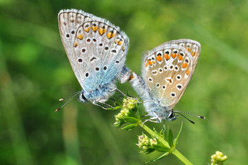 Polyommatus icarus, Common Blue butterflies mating on wild flower. Love of butterflies.