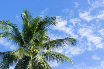 Coconut palm tree