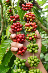 Coffee beans ripening on a tree
