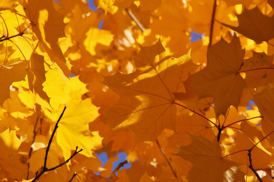 Желтые листья клена в октябре